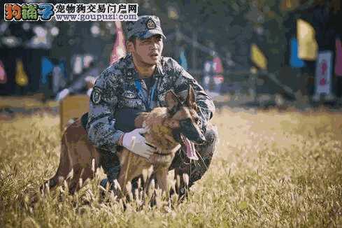 神犬奇兵的演员(电视剧神犬奇兵演员表)