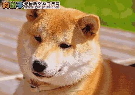 柴犬和秋田犬的区别4个方面来分析(秋田和柴犬有什么区别哪个更好一些)