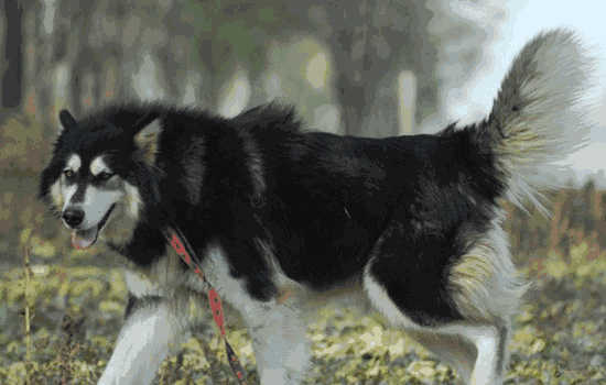 怎么训练阿拉斯加幼犬去厕所(阿拉斯加如何训练上厕所)