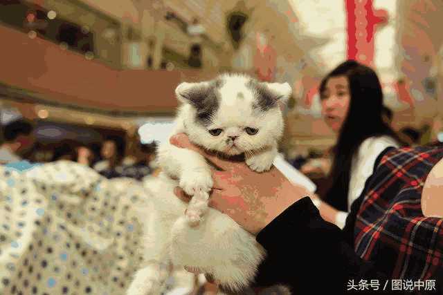 繁育布偶猫最好选什么样的母猫(布偶猫母的好还是公的好)