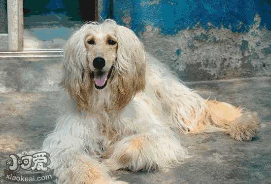 阿富汗猎犬打猎如何(阿富汗猎犬叫声)