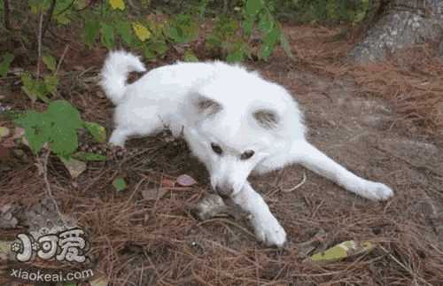 柯基犬什么时候可以训练大小便(如何训练柯基犬大小便)