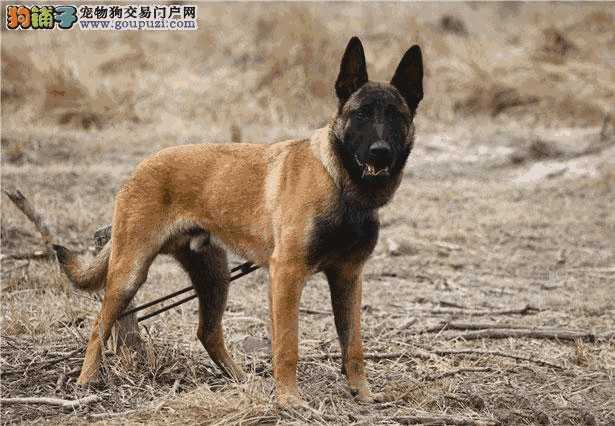 马犬幼犬价格(纯种马犬的价格)