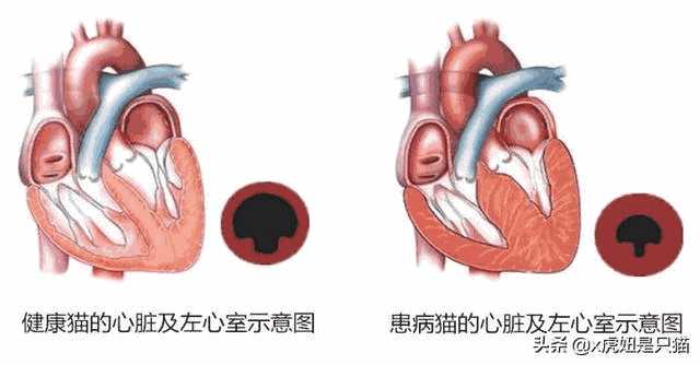 重点色布偶是什么猫配出来的(重点色布偶猫配什么猫好)