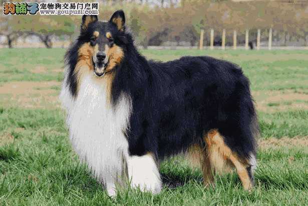 苏格兰牧羊犬的价格(苏格兰牧羊犬多少钱一只)