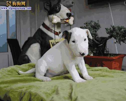 牛头梗犬图片 价格(牛头梗幼犬价格)