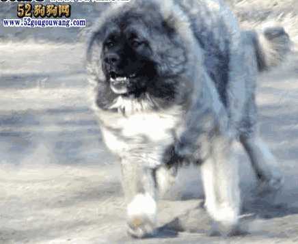 高加索犬成犬价格(高加索犬价格 高加索犬图片)