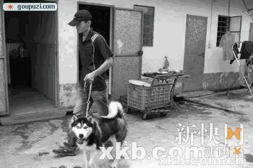 广州养犬新规定(广州养犬条例管理条例2020)