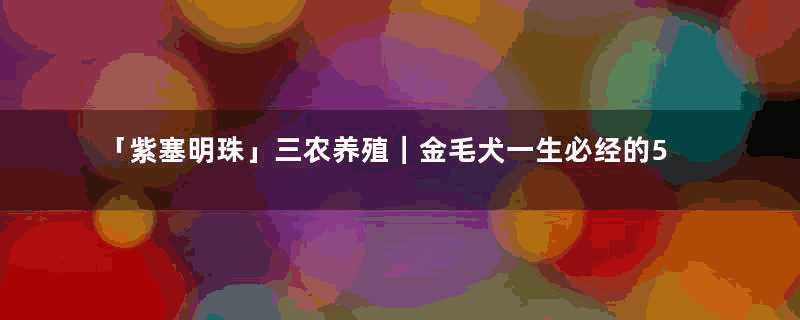 「紫塞明珠」三农养殖｜金毛犬一生必经的5个阶段，你家处于哪一个？