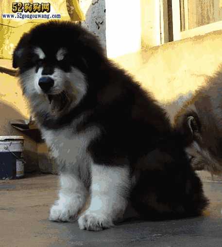 阿拉加斯加犬售价图片(阿拉斯加犬幼犬价格)