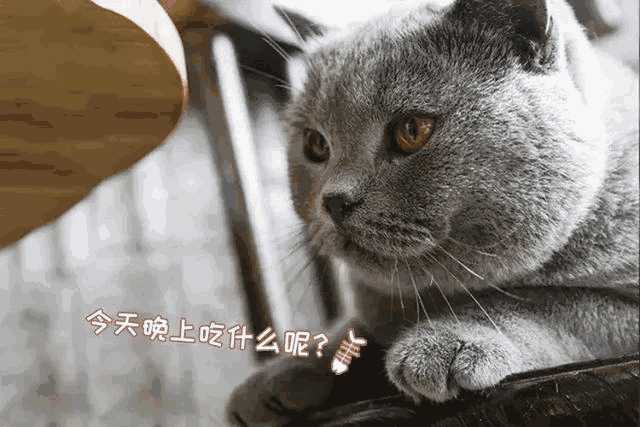 猫咪咖啡店创业计划书ppt(猫咪主题咖啡厅)