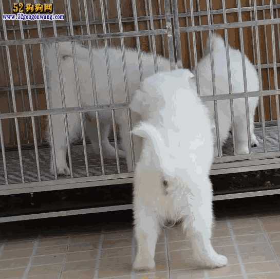 萨摩耶犬价钱(萨摩犬幼犬图片与价格)