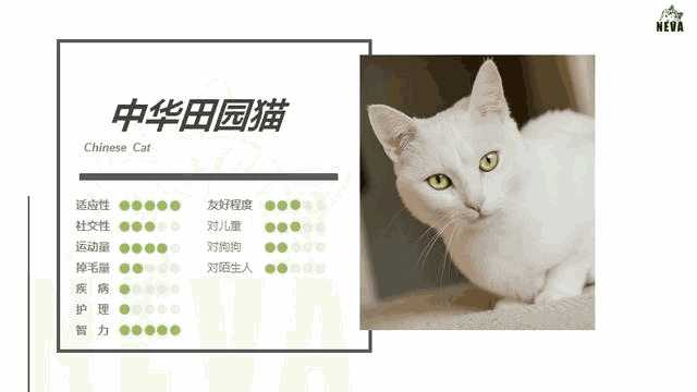 布偶猫 纯白(布偶猫全白)