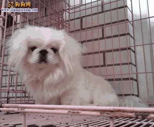 北京犬图片及价格(宠物狗 北京 价格)