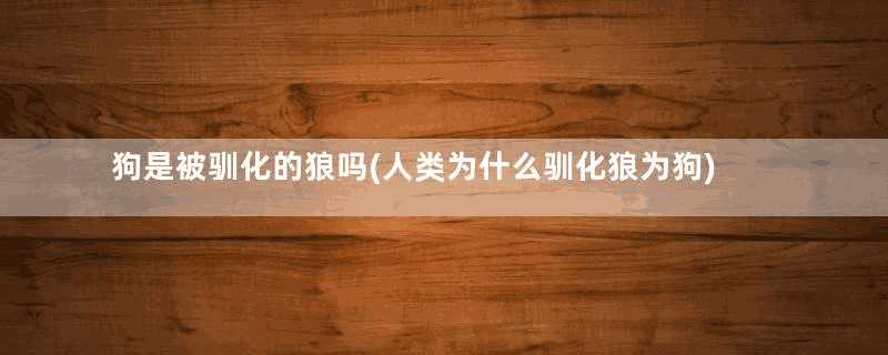 狗是被驯化的狼吗(人类为什么驯化狼为狗)