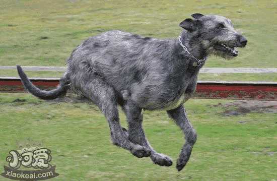 爱尔兰猎狼犬坏习惯怎么纠正训练教程