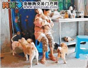 养犬人应如何文明养狗(如何文明养犬科学养犬)