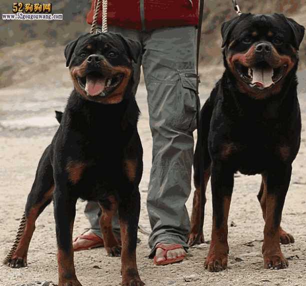 罗威纳犬图片与售价(罗威纳犬市场价多少钱)