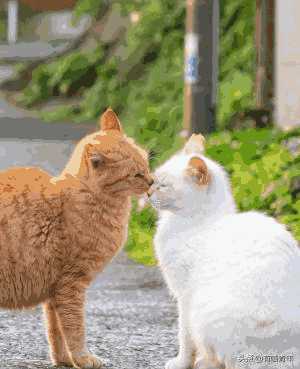 布偶猫图片大全可爱高清(猫咪布偶图片大全)