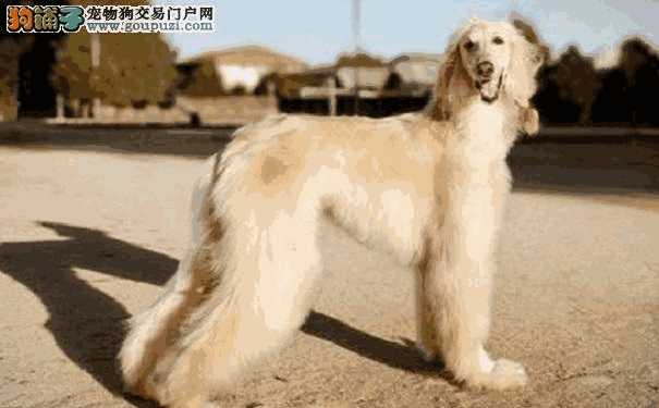 阿富汗猎犬价格为多少(阿富汗猎犬国内价格)