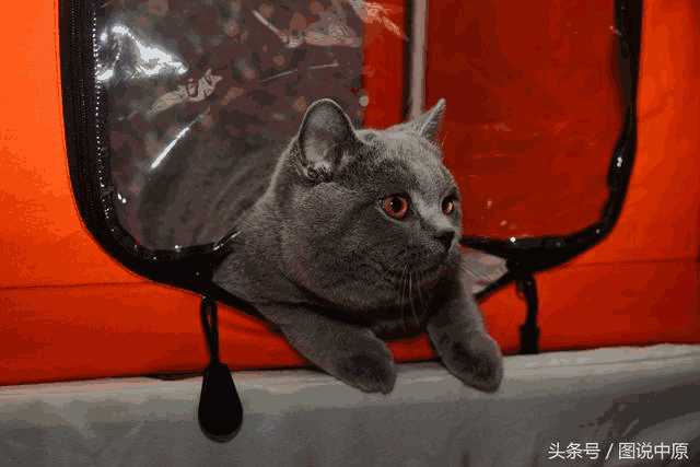 繁育布偶猫最好选什么样的母猫(布偶猫母的好还是公的好)