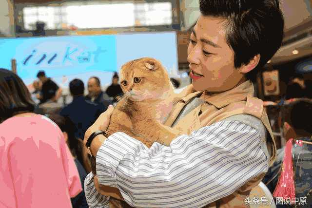 繁育布偶猫最好选什么样的母猫(布偶猫母的好还是公的好)