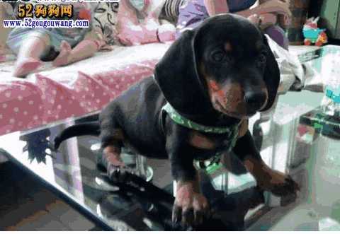 腊肠犬的价格(腊肠犬图片介绍与价格)