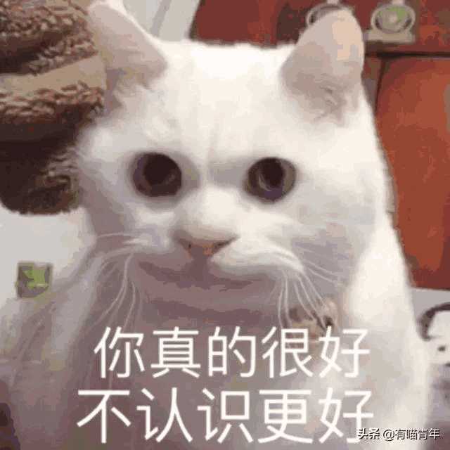 布偶猫图片大全可爱高清(猫咪布偶图片大全)