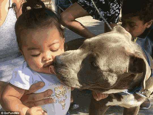 比特犬火灾中救人 咬着尿布将小主人往屋外拉