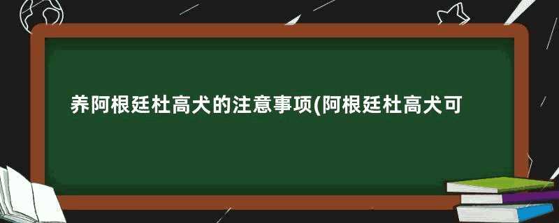 养阿根廷杜高犬的注意事项(阿根廷杜高犬可以养吗)