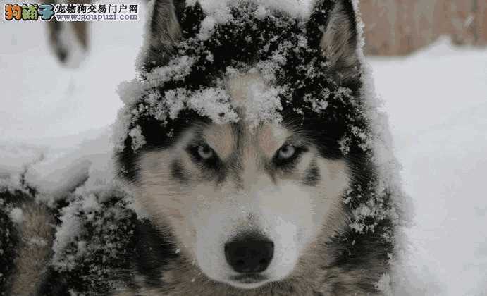 阿拉斯加雪橇犬介绍(阿拉斯加犬和阿拉斯加雪橇犬区别)