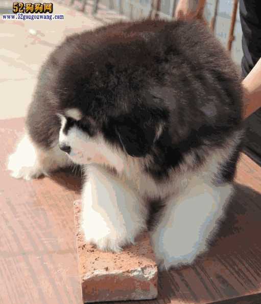 阿拉加斯加犬售价图片(阿拉斯加犬幼犬价格)