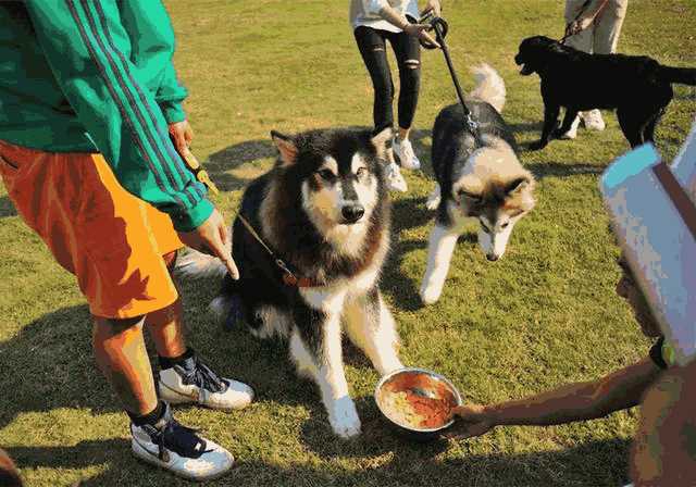 爱犬的正向训练是对它压迫？别曲解，控制狗狗并非建立在暴力上