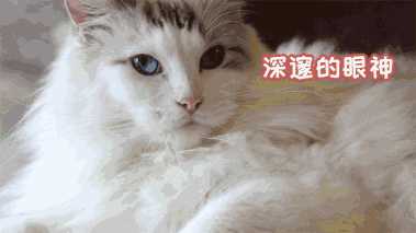 猫咪咖啡店创业计划书ppt(猫咪主题咖啡厅)