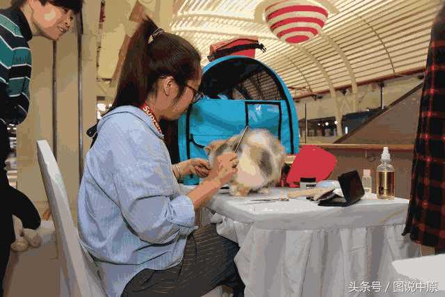 繁育布偶猫最好选什么样的母猫(布偶猫母的好还是公的好)