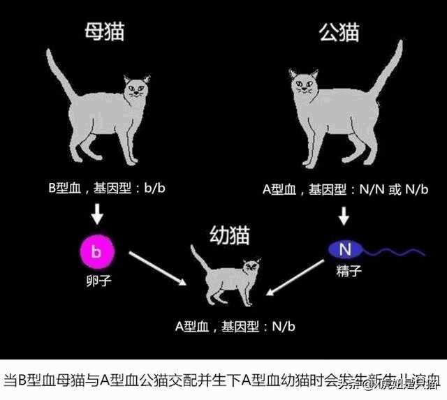 重点色布偶是什么猫配出来的(重点色布偶猫配什么猫好)