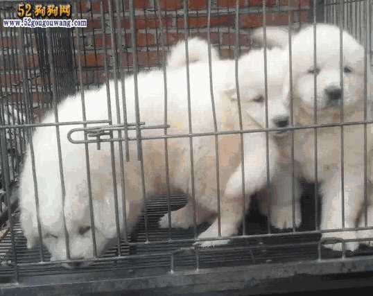 大白熊犬的价格(大白熊犬幼犬市场价格)