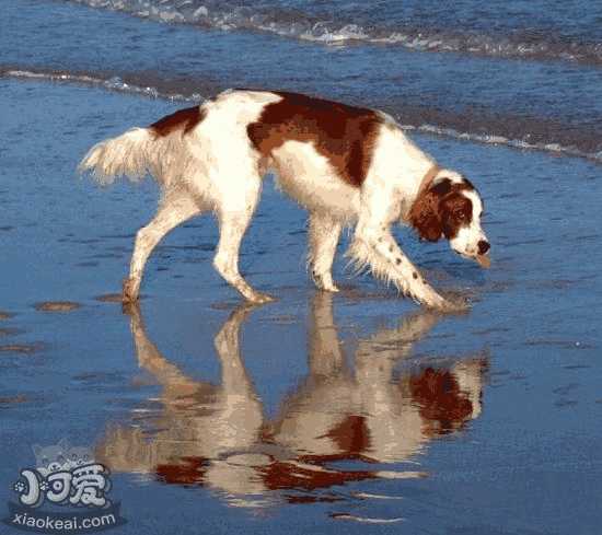 爱尔兰红白雪达犬(爱尔兰红白雪达犬图片)