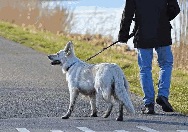 爱犬的正向训练是对它压迫？别曲解，控制狗狗并非建立在暴力上