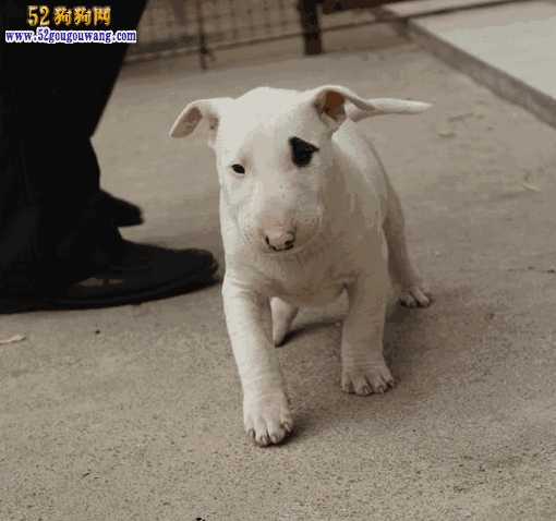 牛头梗犬图片 价格(牛头梗幼犬价格)