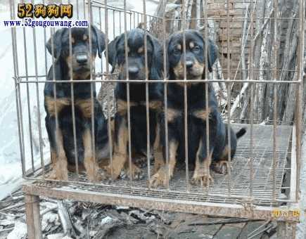 罗威纳犬图片与售价(罗威纳犬市场价多少钱)