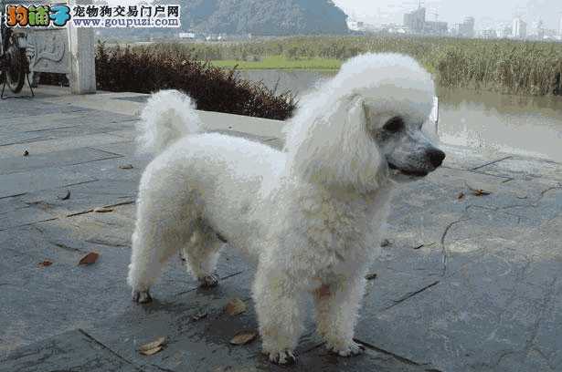 fci贵宾犬种标准(贵宾犬怎么分辨纯不纯)