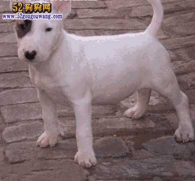 牛头梗犬图片 价格(牛头梗幼犬价格)