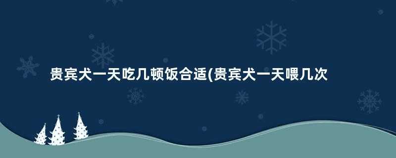 贵宾犬一天吃几顿饭合适(贵宾犬一天喂几次)