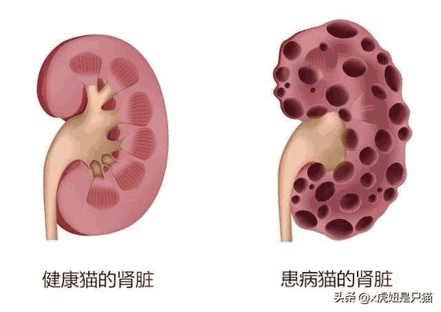 重点色布偶是什么猫配出来的(重点色布偶猫配什么猫好)