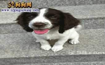 史宾格犬价格(史宾格幼犬价格)