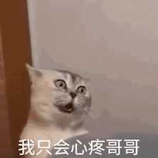 布偶猫图片大全可爱高清(猫咪布偶图片大全)