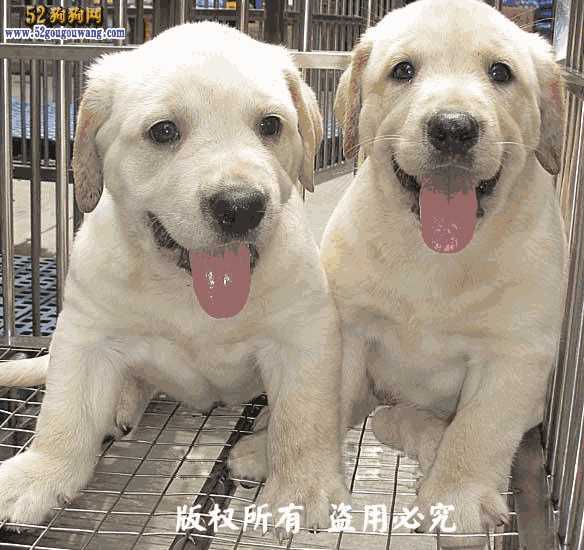 拉布拉多犬售价(拉布拉多犬市场价)