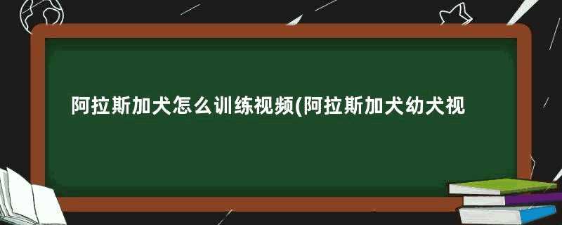 阿拉斯加犬怎么训练视频(阿拉斯加犬幼犬视频)