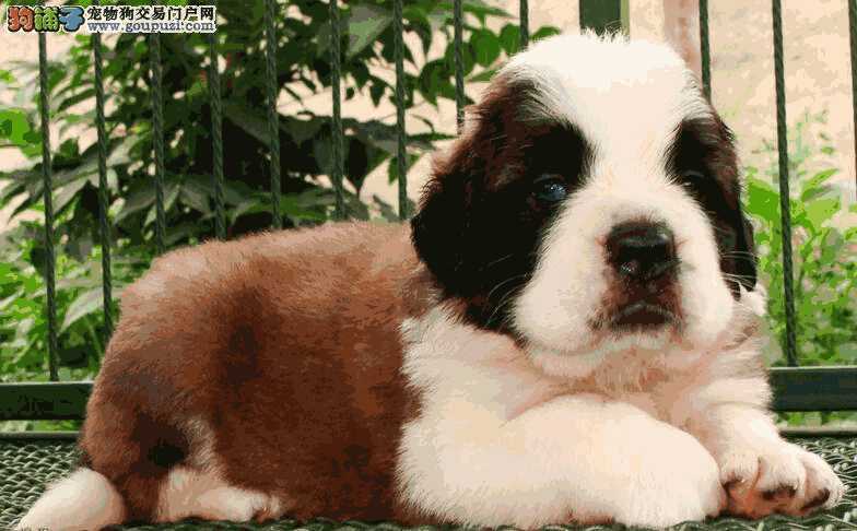 阿尔卑斯山救援犬(雪山搜救犬圣伯纳)